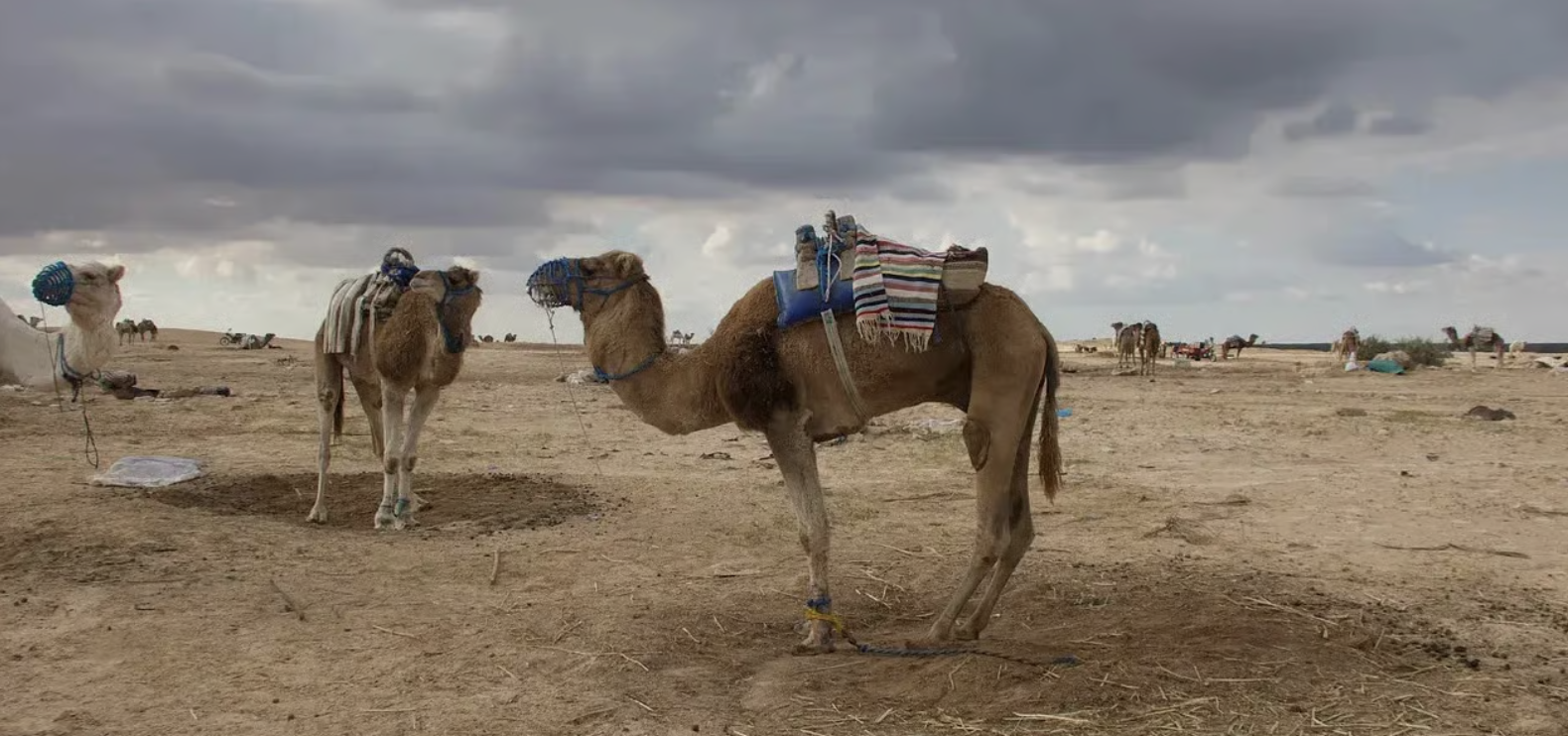 Your guide to Douz, Tunisia’s gateway to the Sahara